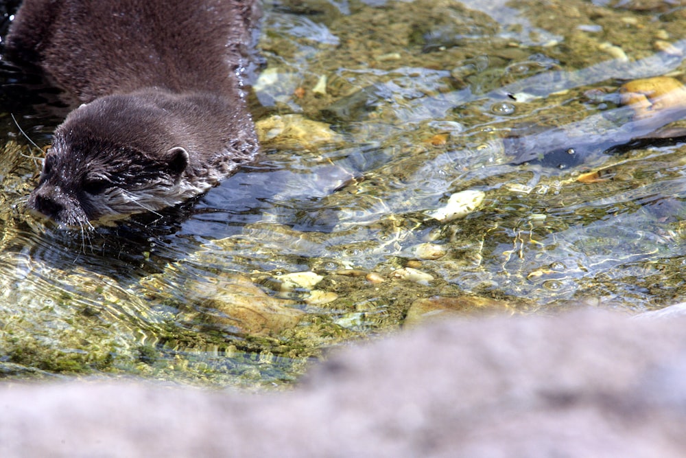 a couple of otters in a river