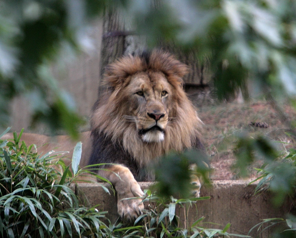 a lion lying down