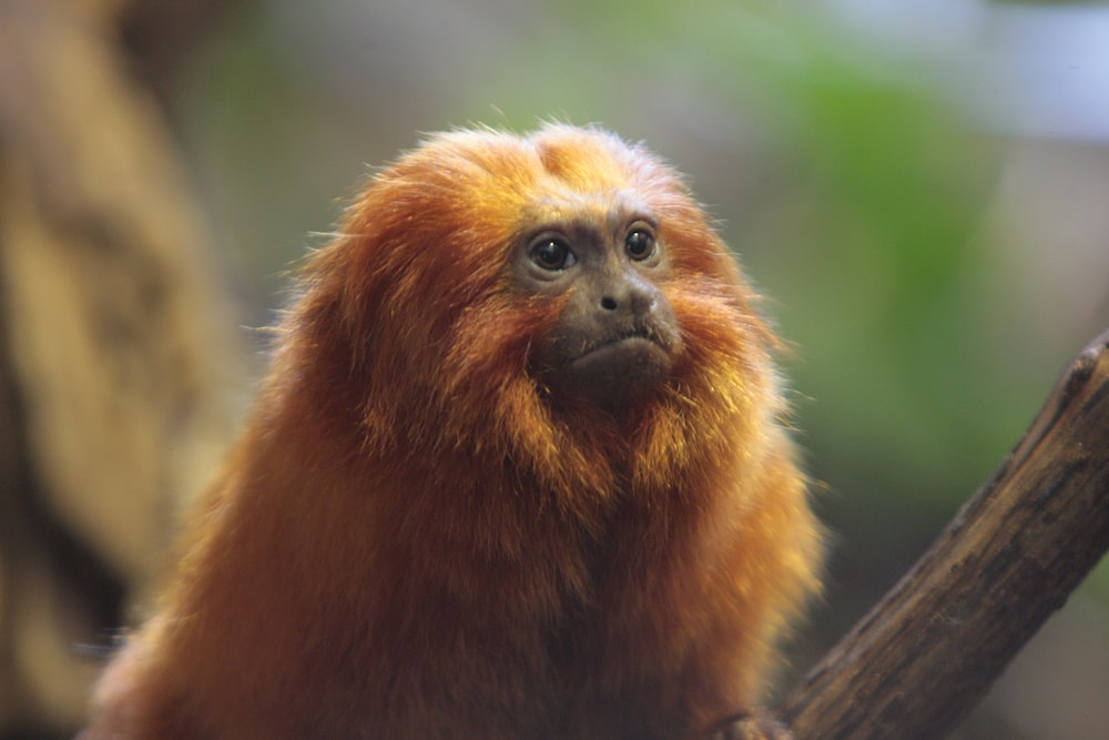 a brown monkey with a black nose