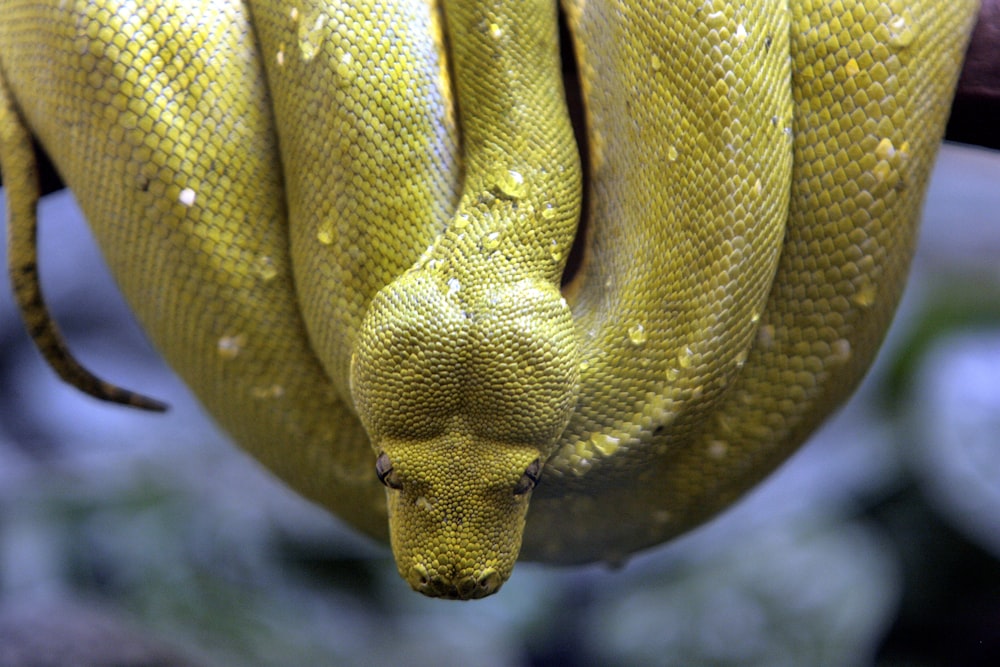 um close up de uma cobra