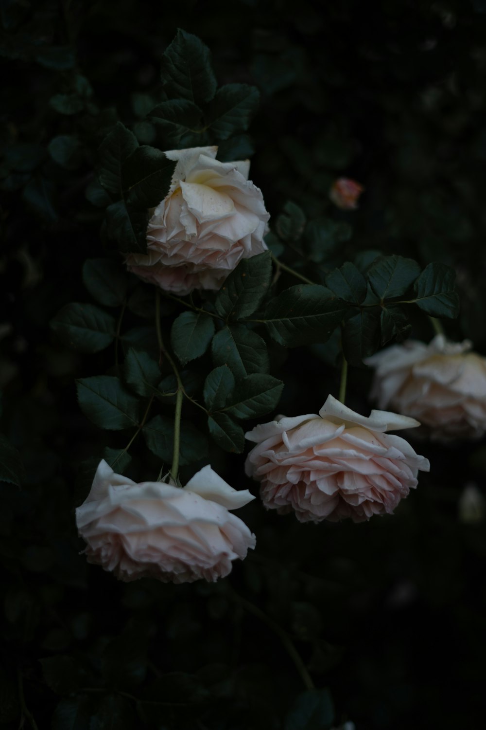 a group of flowers