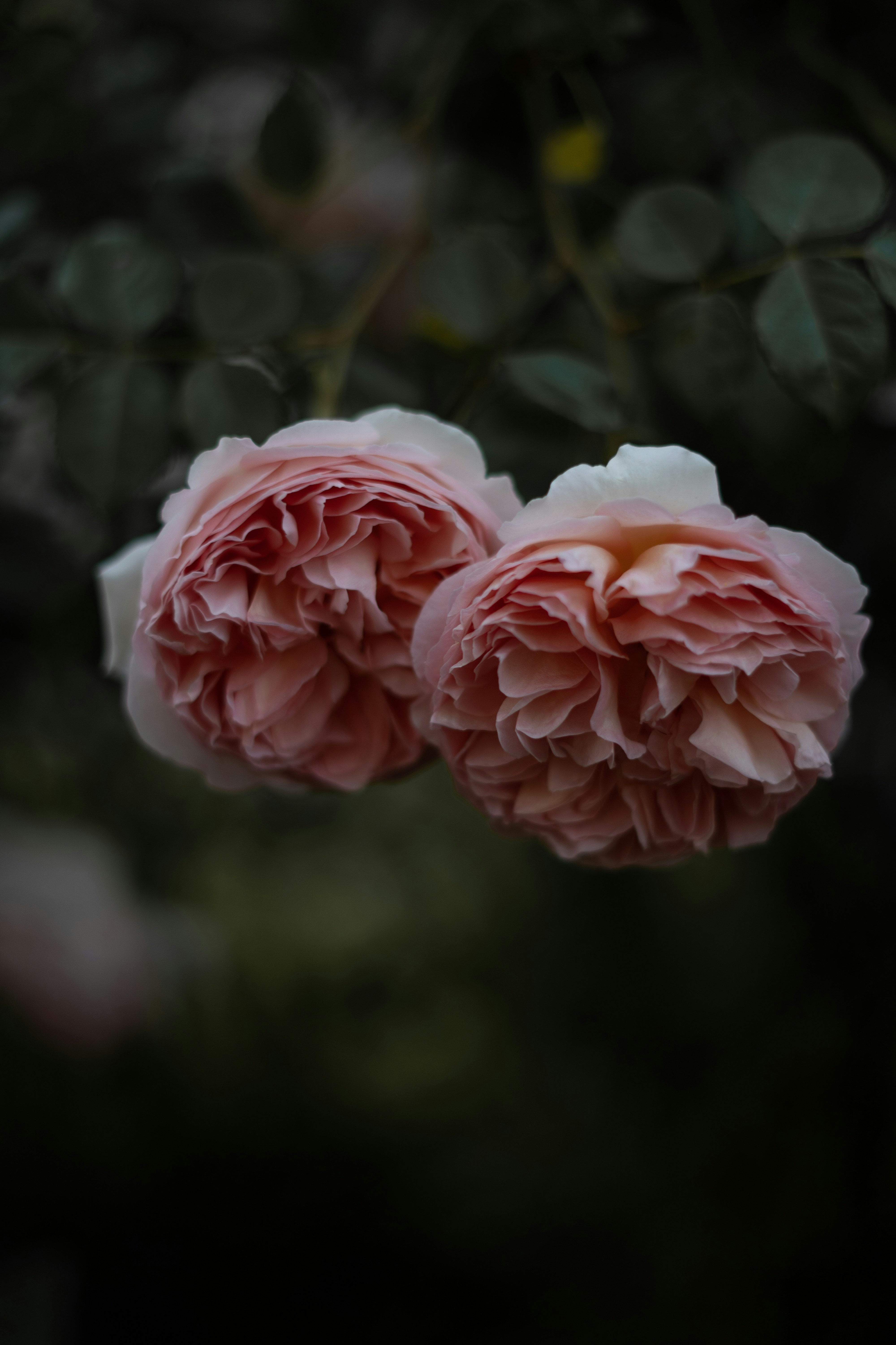 Photo by albina___white