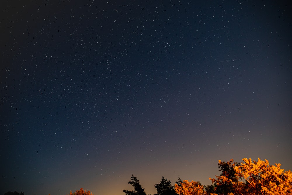 a starry night sky with trees