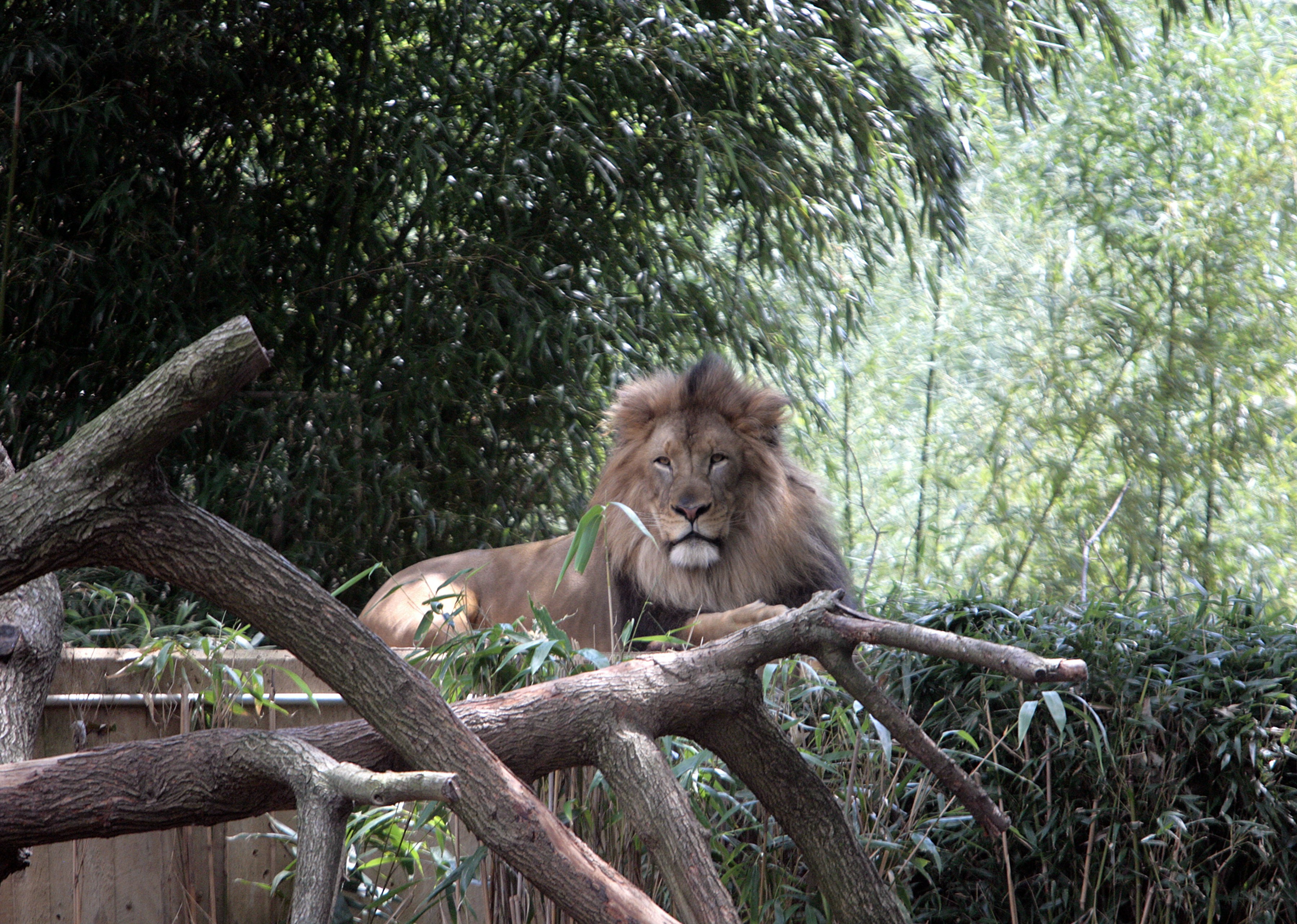 a lion lying on a log