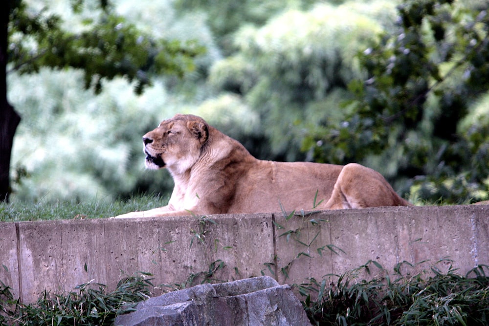 a lion lying on a wall