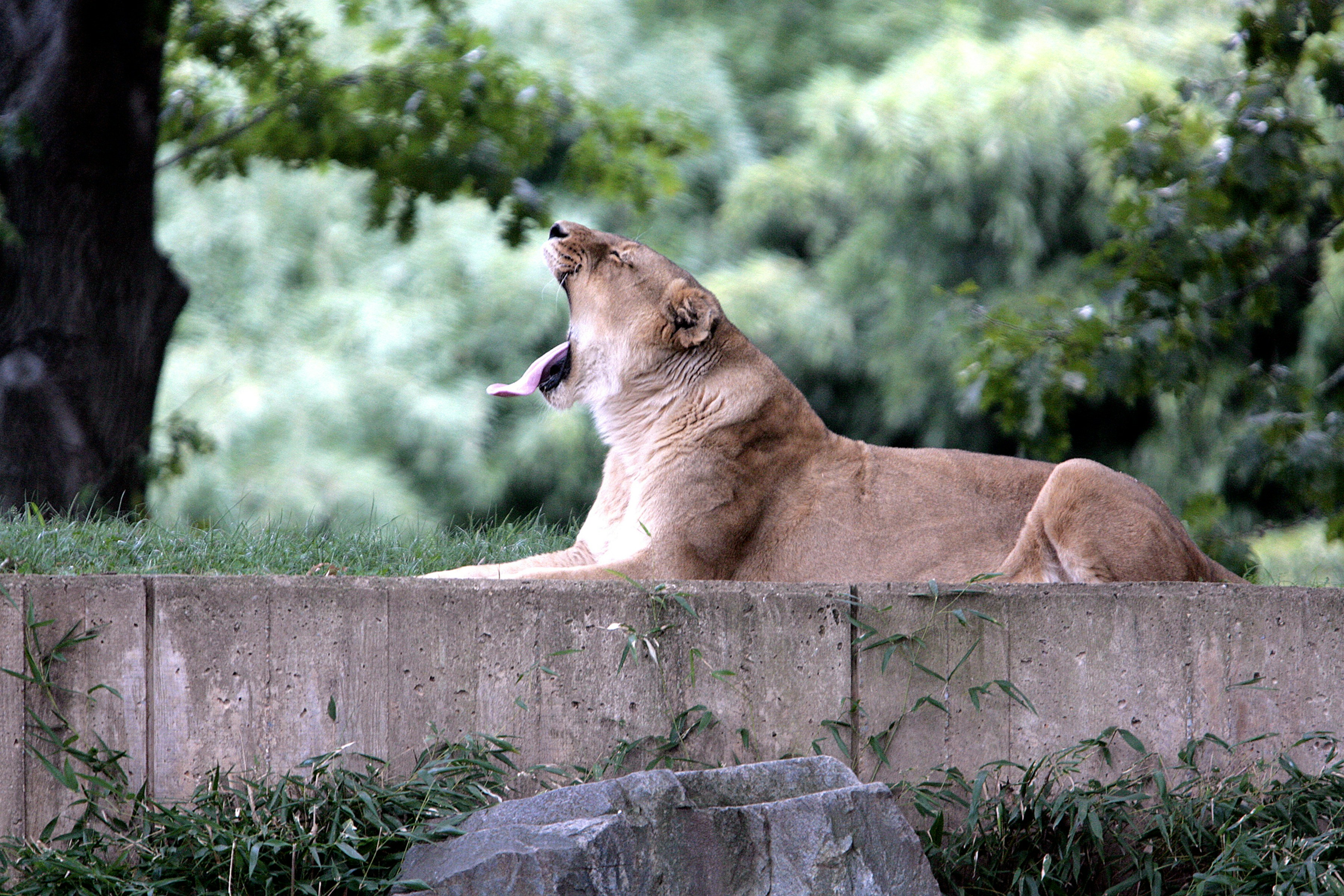 a lion lying on a wall