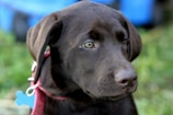 A close-up of a chocolate brown Labrador Retriever wearing a red collar and a blue bone-shaped tag. The dog has a calm and attentive expression, looking slightly to the side. The background is blurred, featuring hints of green and blue.