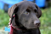 A close-up of a chocolate brown Labrador Retriever wearing a red collar and a blue bone-shaped tag. The dog has a calm and attentive expression, looking slightly to the side. The background is blurred, featuring hints of green and blue.