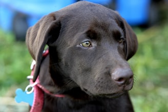 A close-up of a chocolate brown Labrador Retriever wearing a red collar and a blue bone-shaped tag. The dog has a calm and attentive expression, looking slightly to the side. The background is blurred, featuring hints of green and blue.