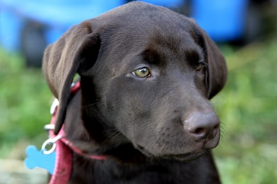 A close-up of a chocolate brown Labrador Retriever wearing a red collar and a blue bone-shaped tag. The dog has a calm and attentive expression, looking slightly to the side. The background is blurred, featuring hints of green and blue.