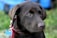 A close-up of a chocolate brown Labrador Retriever wearing a red collar and a blue bone-shaped tag. The dog has a calm and attentive expression, looking slightly to the side. The background is blurred, featuring hints of green and blue.