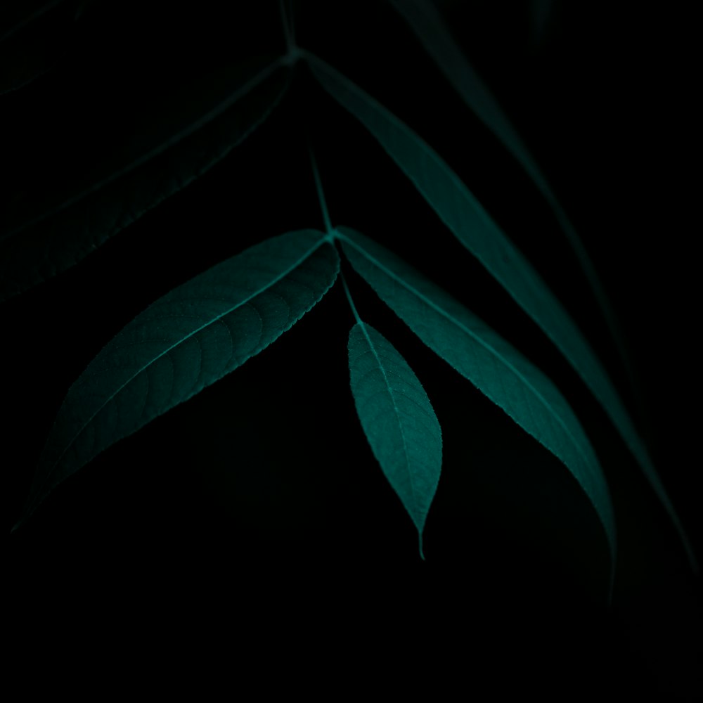 a green leaf with a black background
