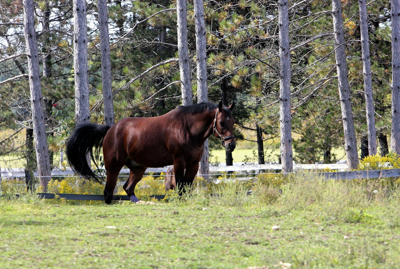Equestrian Country, Caledon