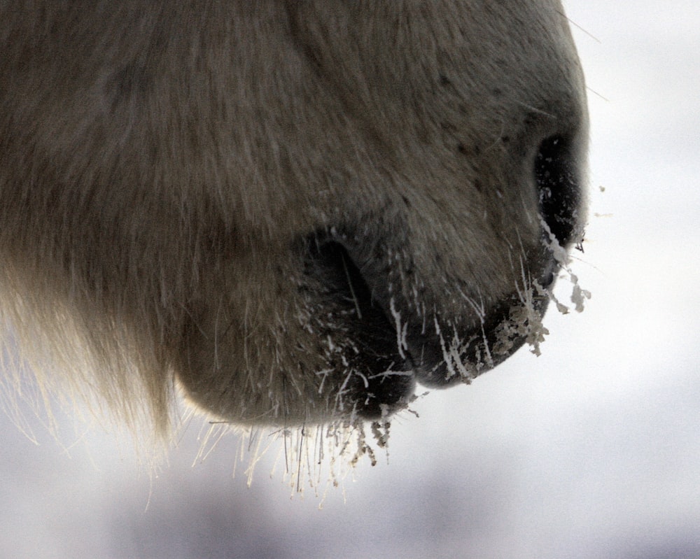 a close up of a horse's nose