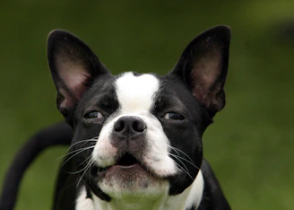a dog looking at the camera