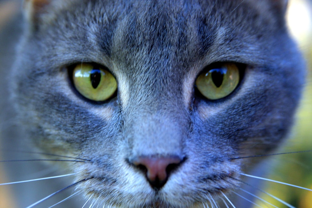 close up of a cat's face