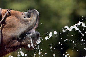 A close-up of a horse's head captured in profile as it drinks water. The water is captured in motion, spilling out from the horse's mouth in a dynamic spray of droplets set against a blurred green background.