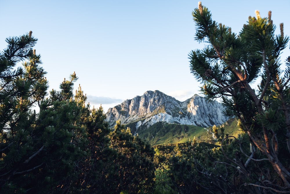 a mountain range with trees