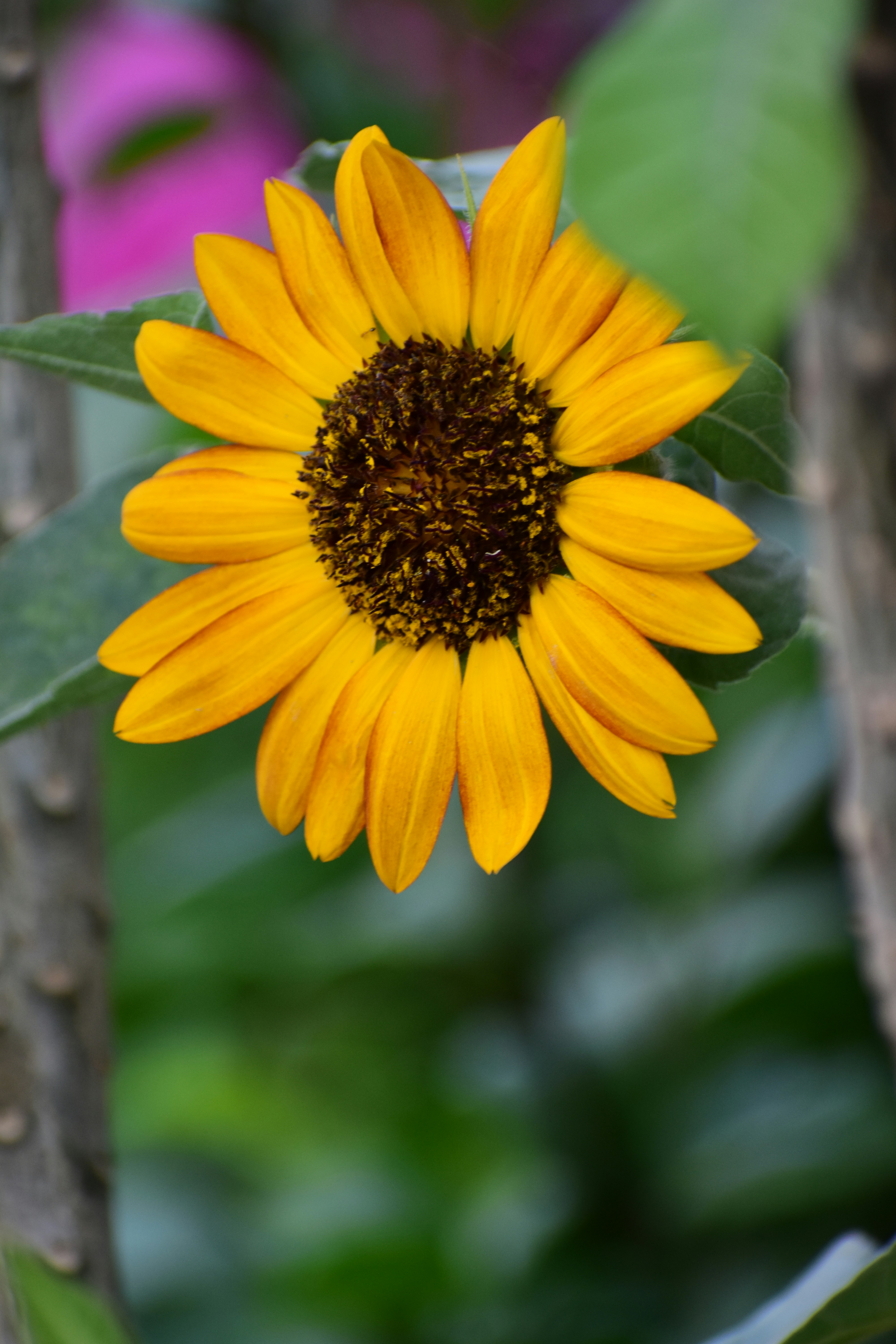 Photo by ayaanahmed2005