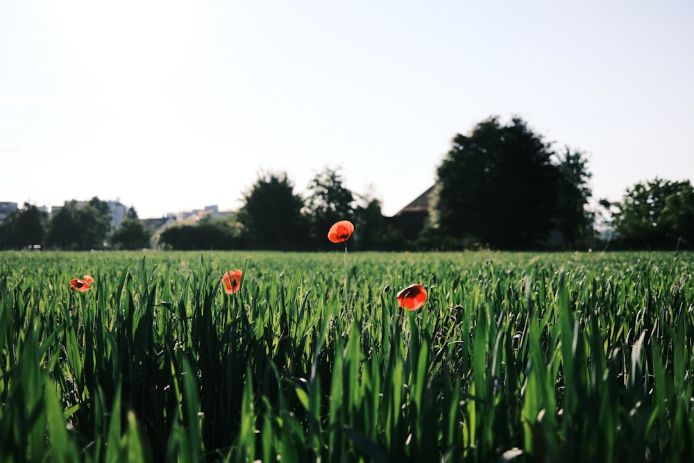 a field of flowers