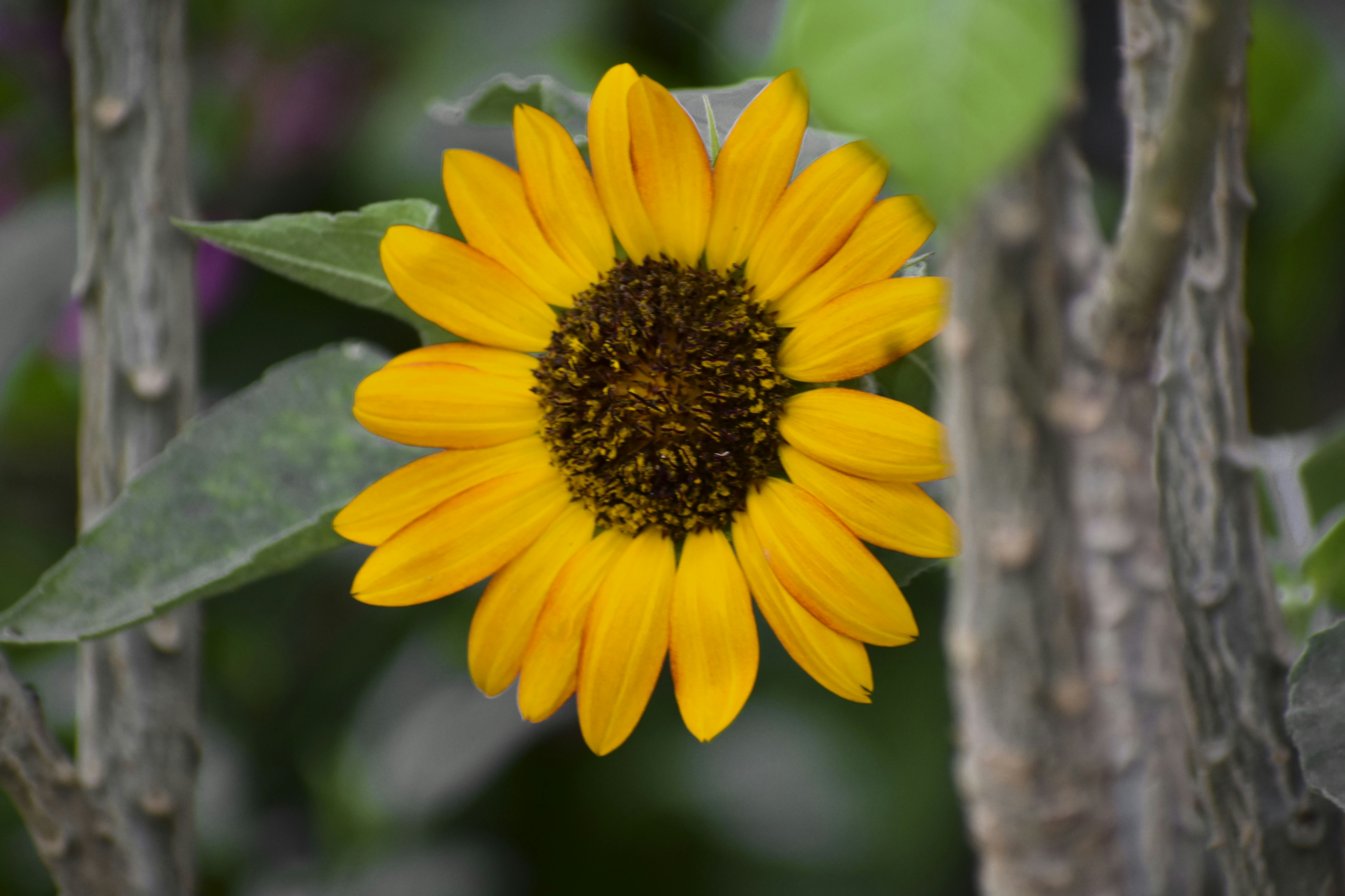 Photo by ayaanahmed2005