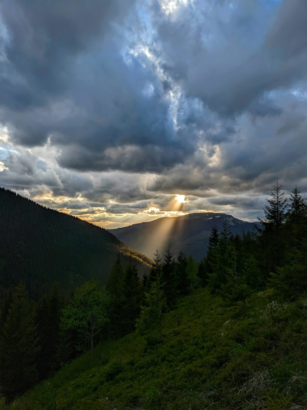 eine Landschaft mit Bäumen und Bergen