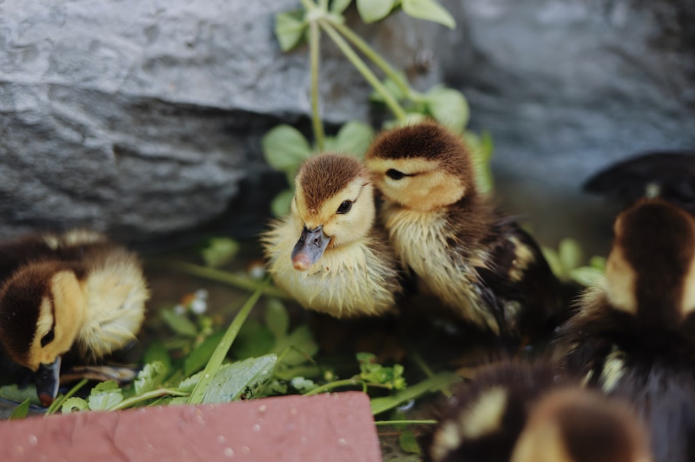 baby ducks in a pond