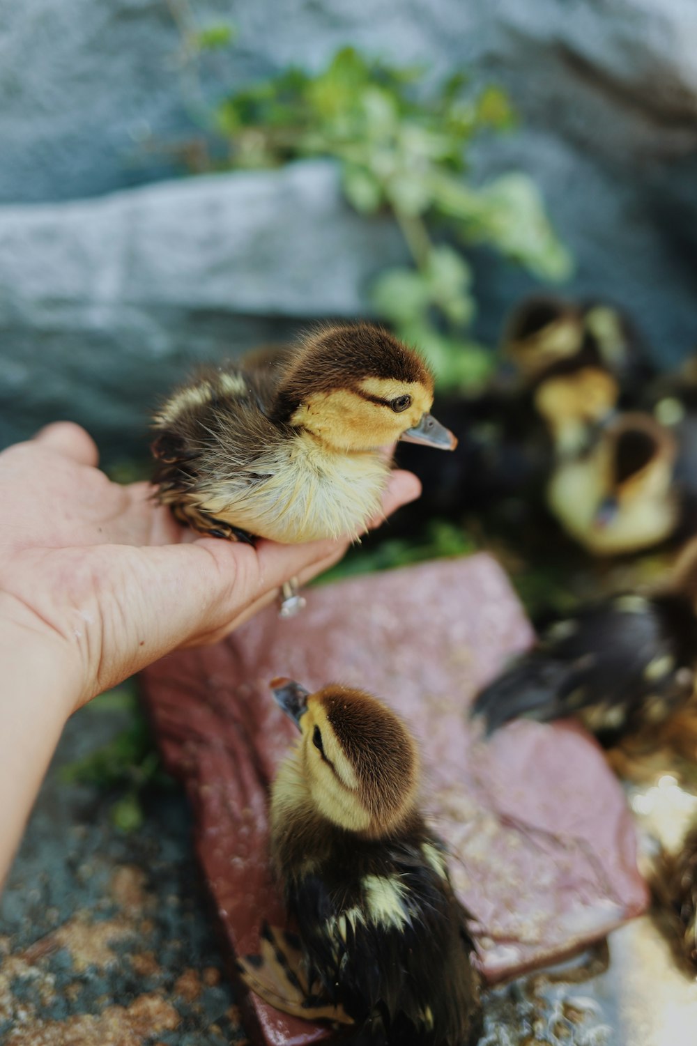 a hand holding a baby duck