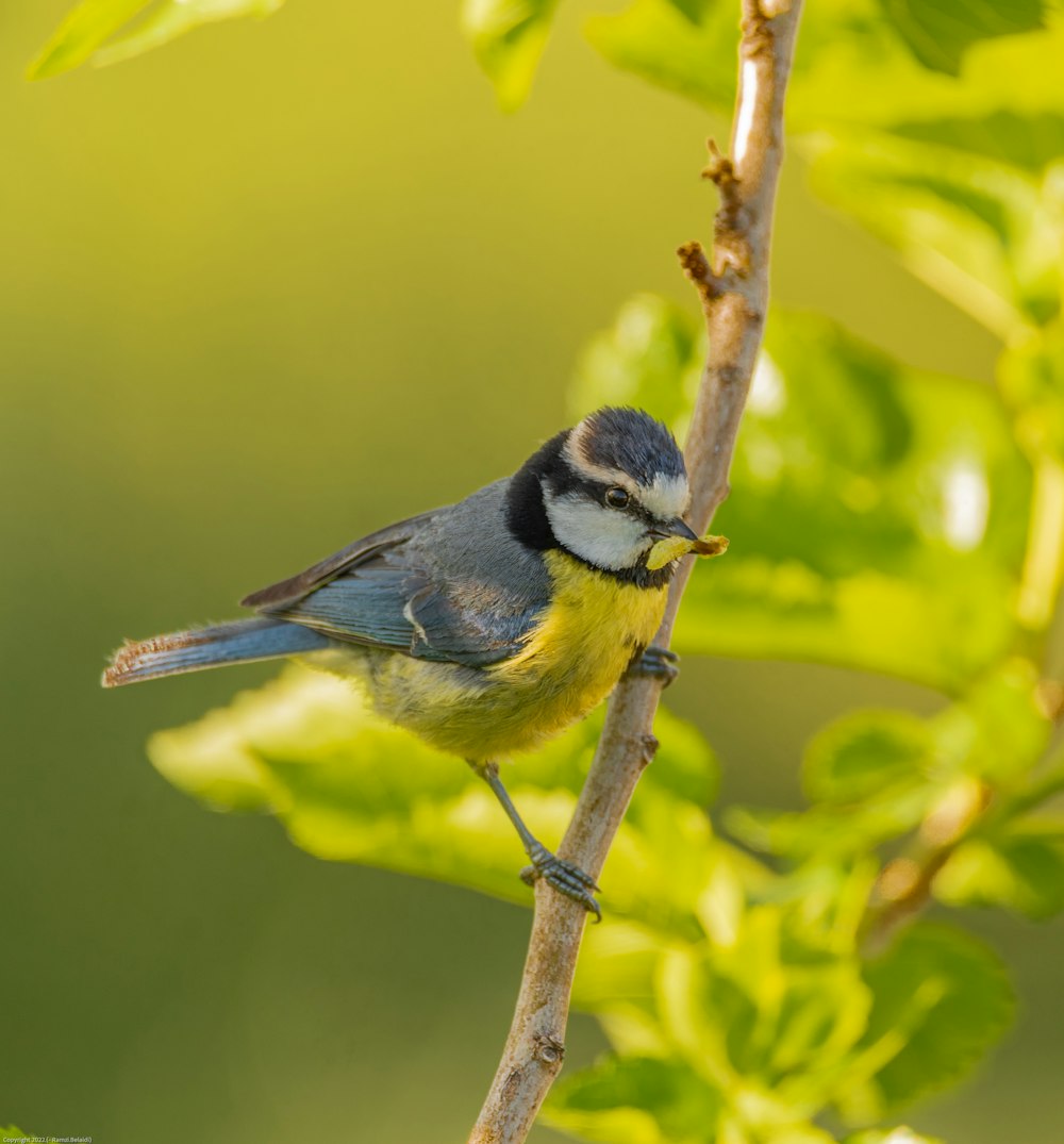 a bird on a branch