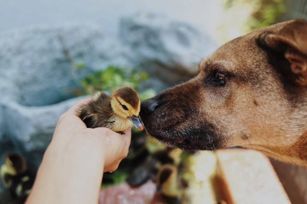 un chien qui mord une main