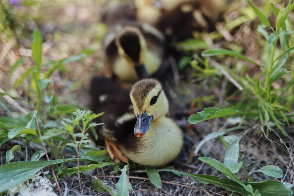 a baby duck in the grass