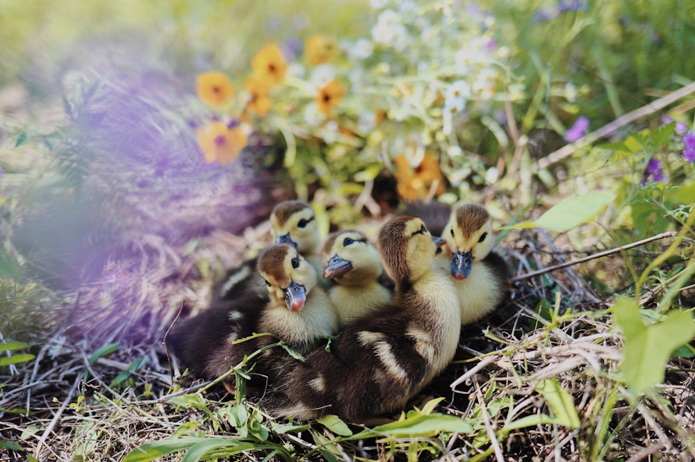 um grupo de patos bebês