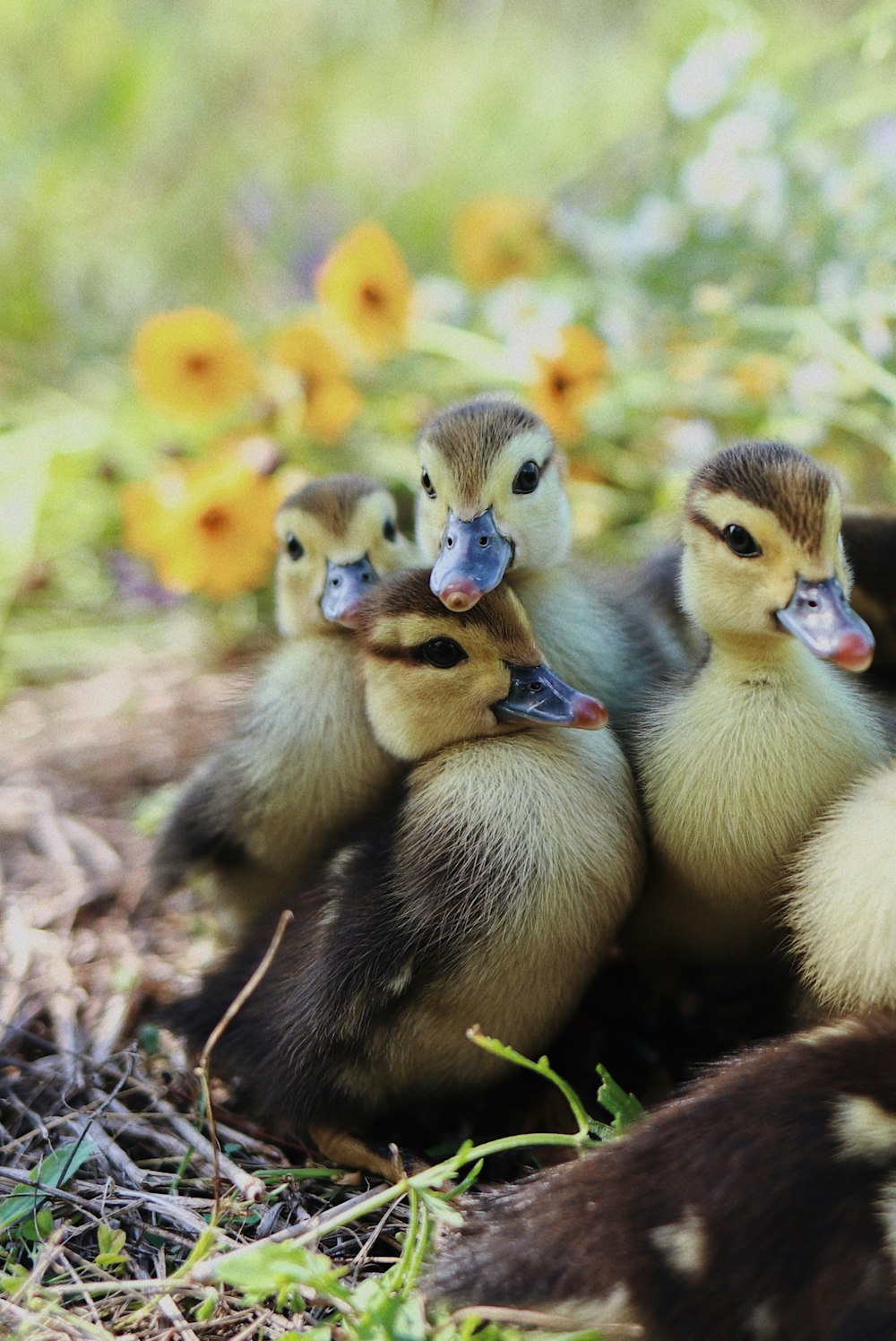 un groupe de bébés canards
