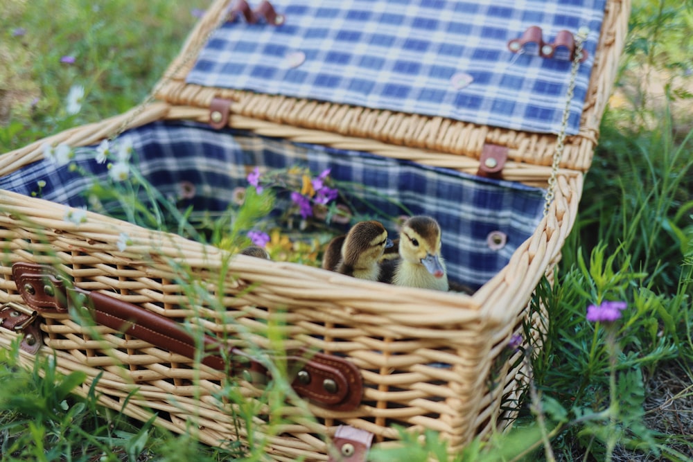 a bird in a basket