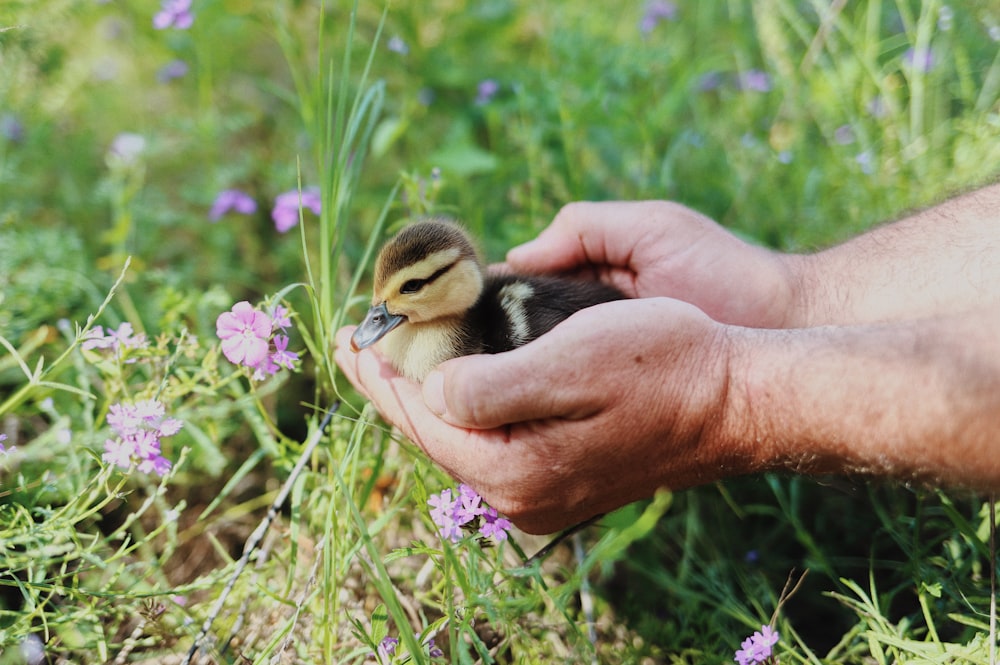 a person holding a baby duck