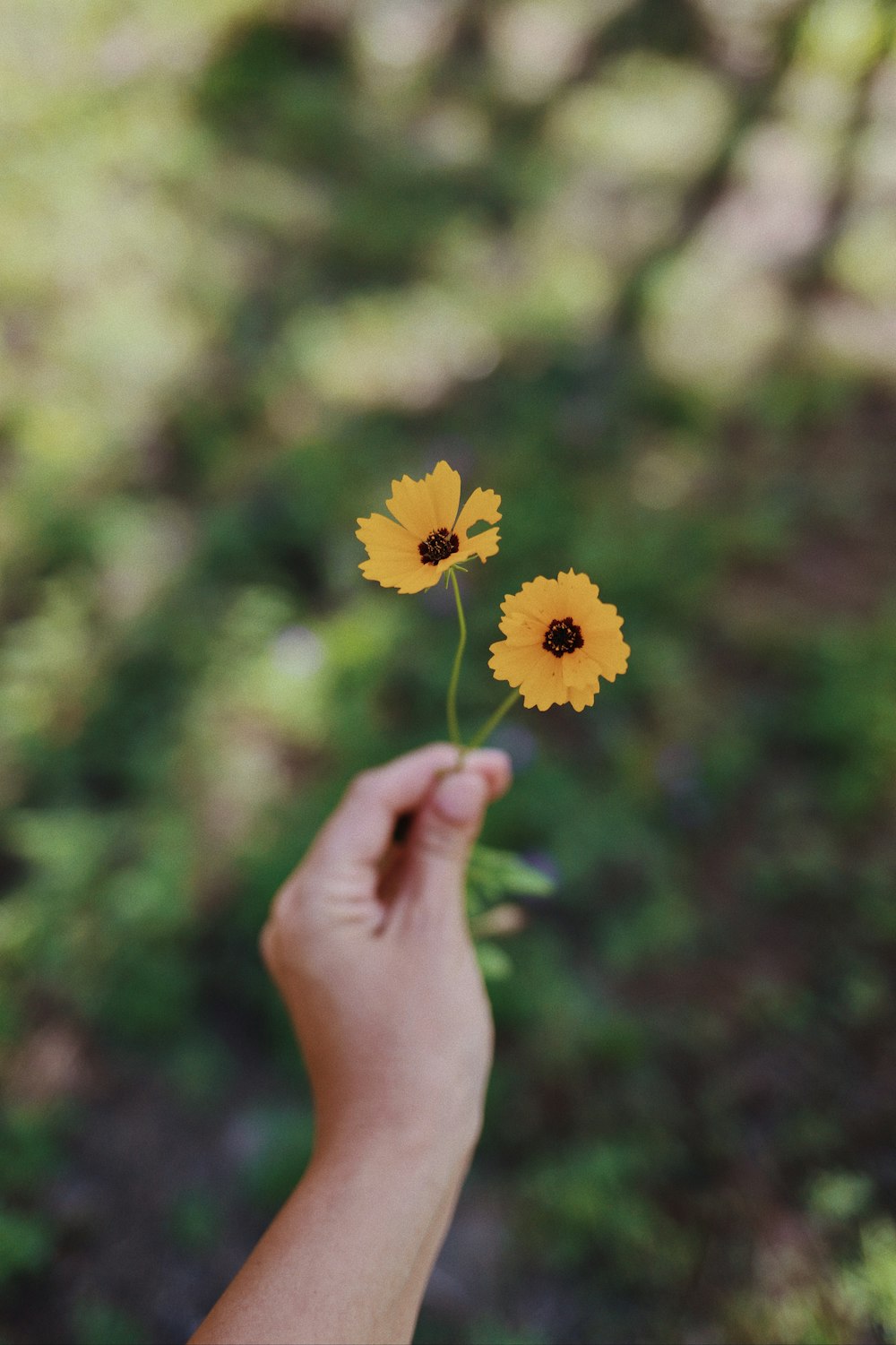a hand holding a yellow flower