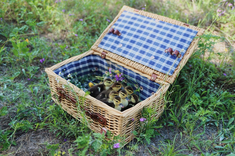 a basket of bees