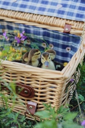 a couple of birds in a nest