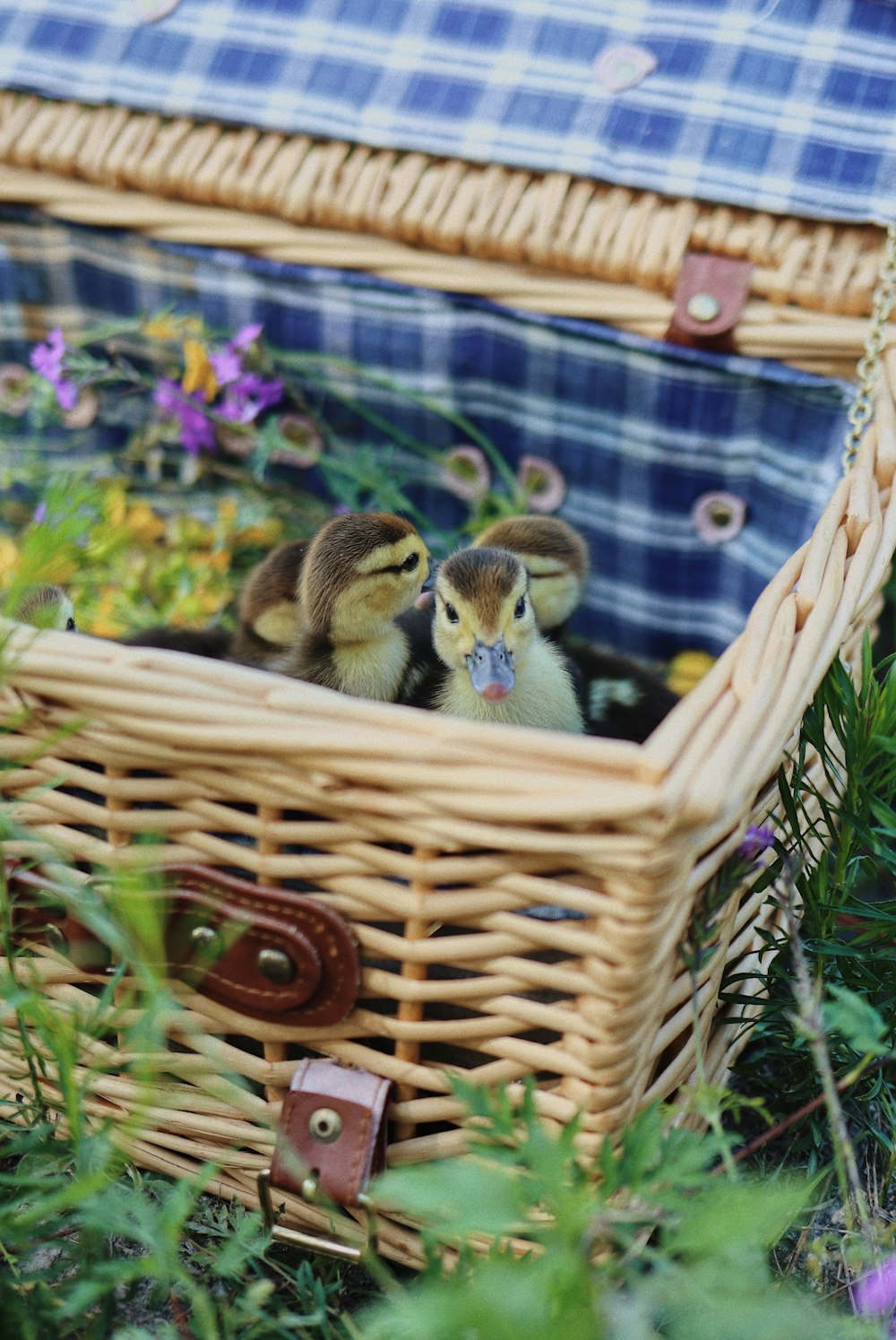 Un couple d’oiseaux dans un nid