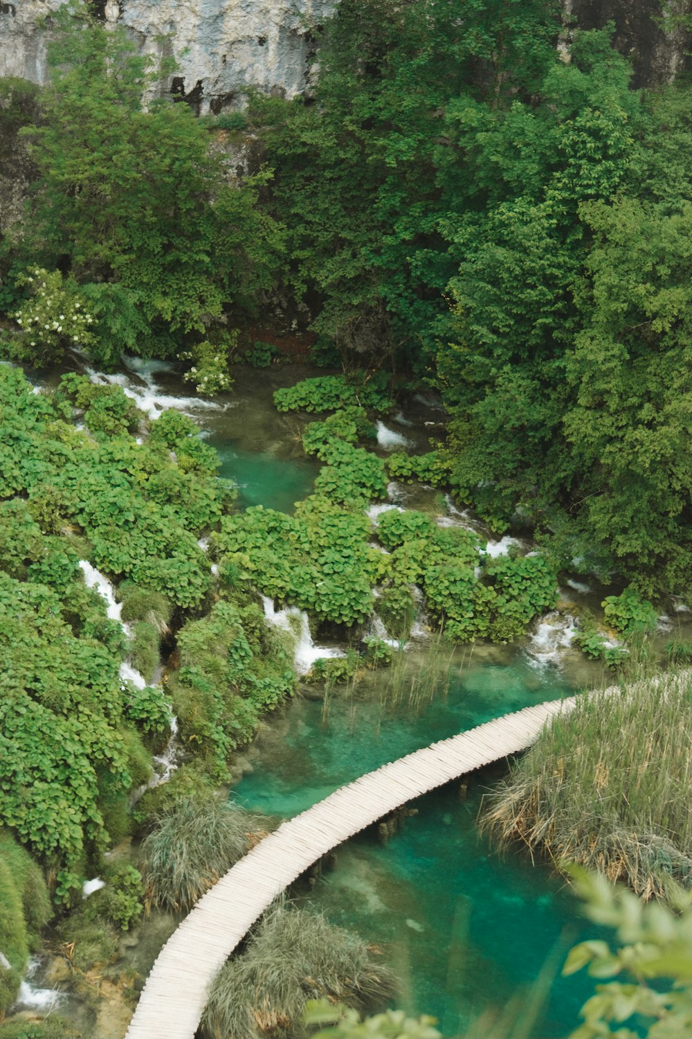 a river flowing through a forest