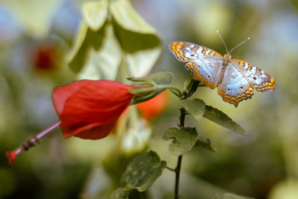 a butterfly on a flower