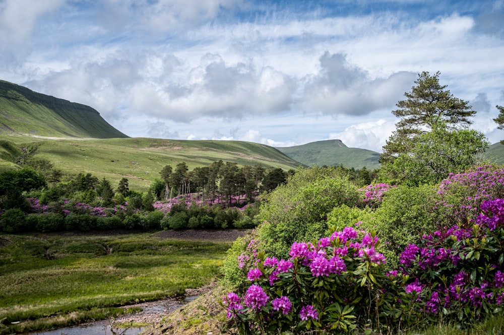 a landscape with hills and flowers