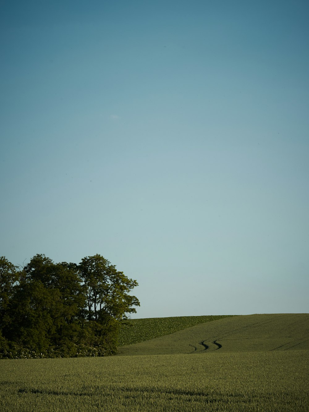 a grassy hill with trees on it