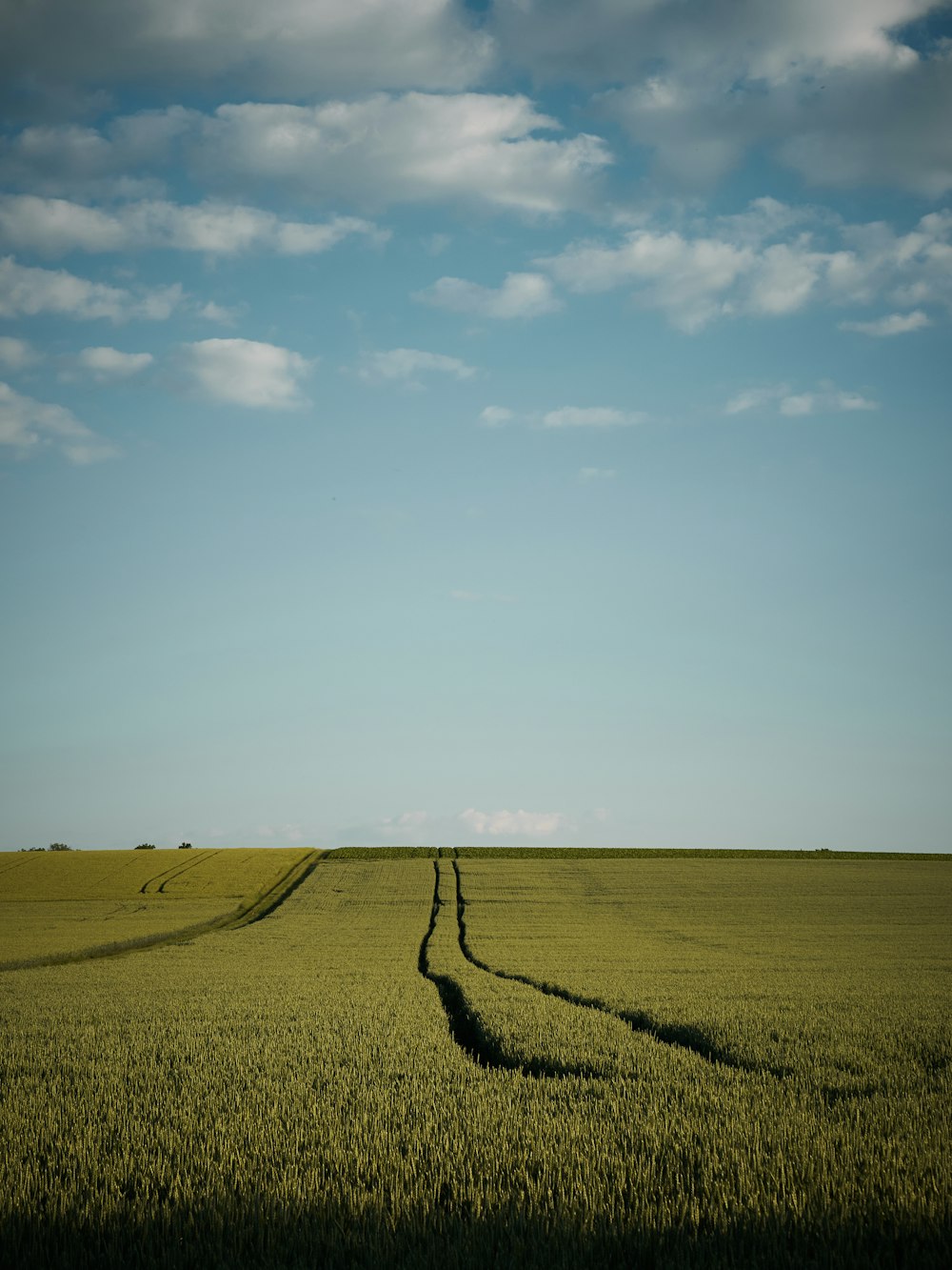 a field of grass with a blue sky and clouds