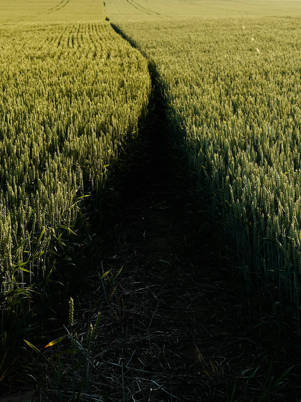 a shadow of a person on a field