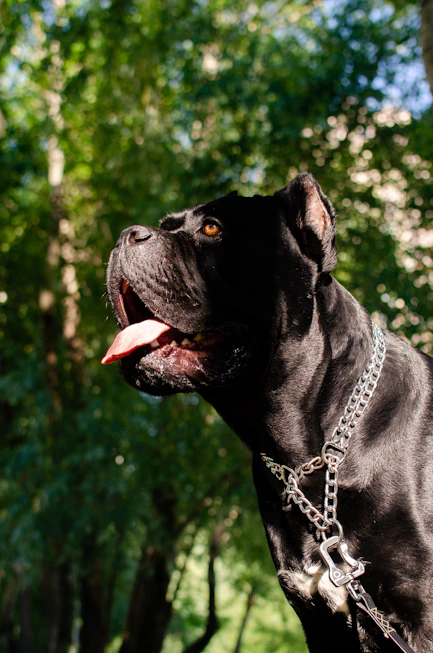 a black dog with its tongue out