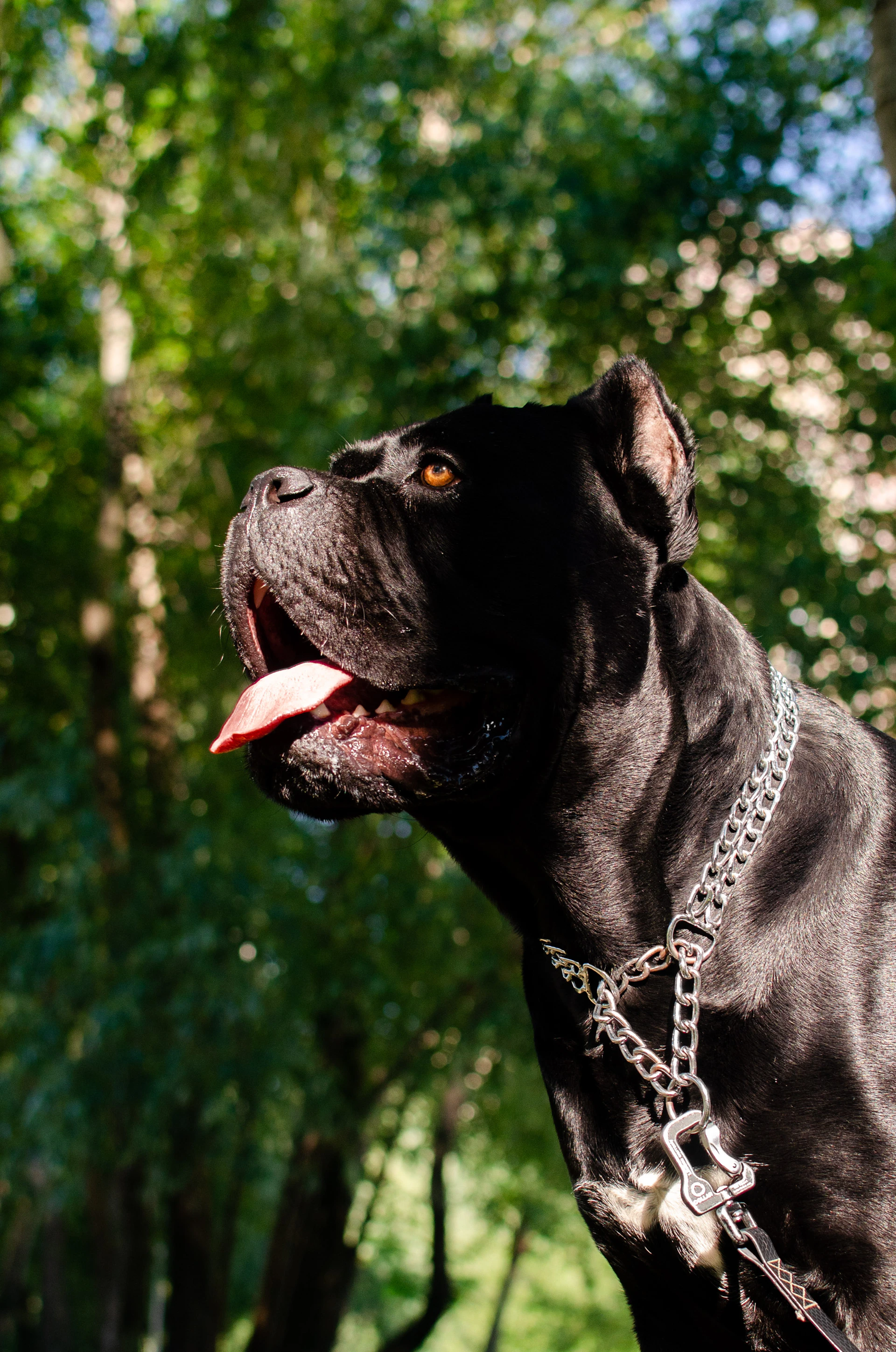 a black dog with its tongue out