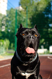 a dog with a chain around its neck