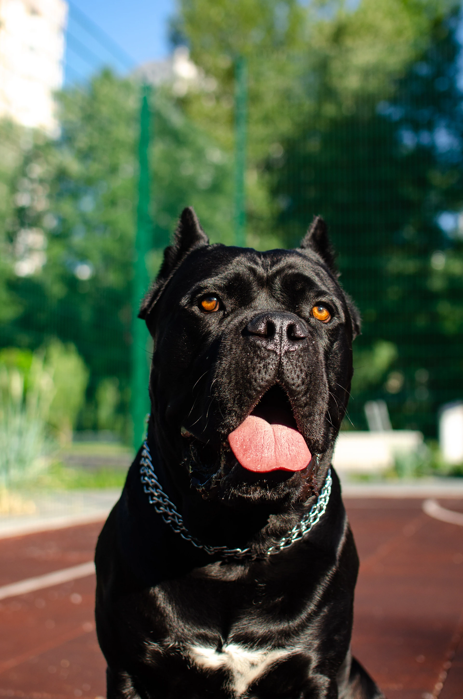 a dog with a chain around its neck