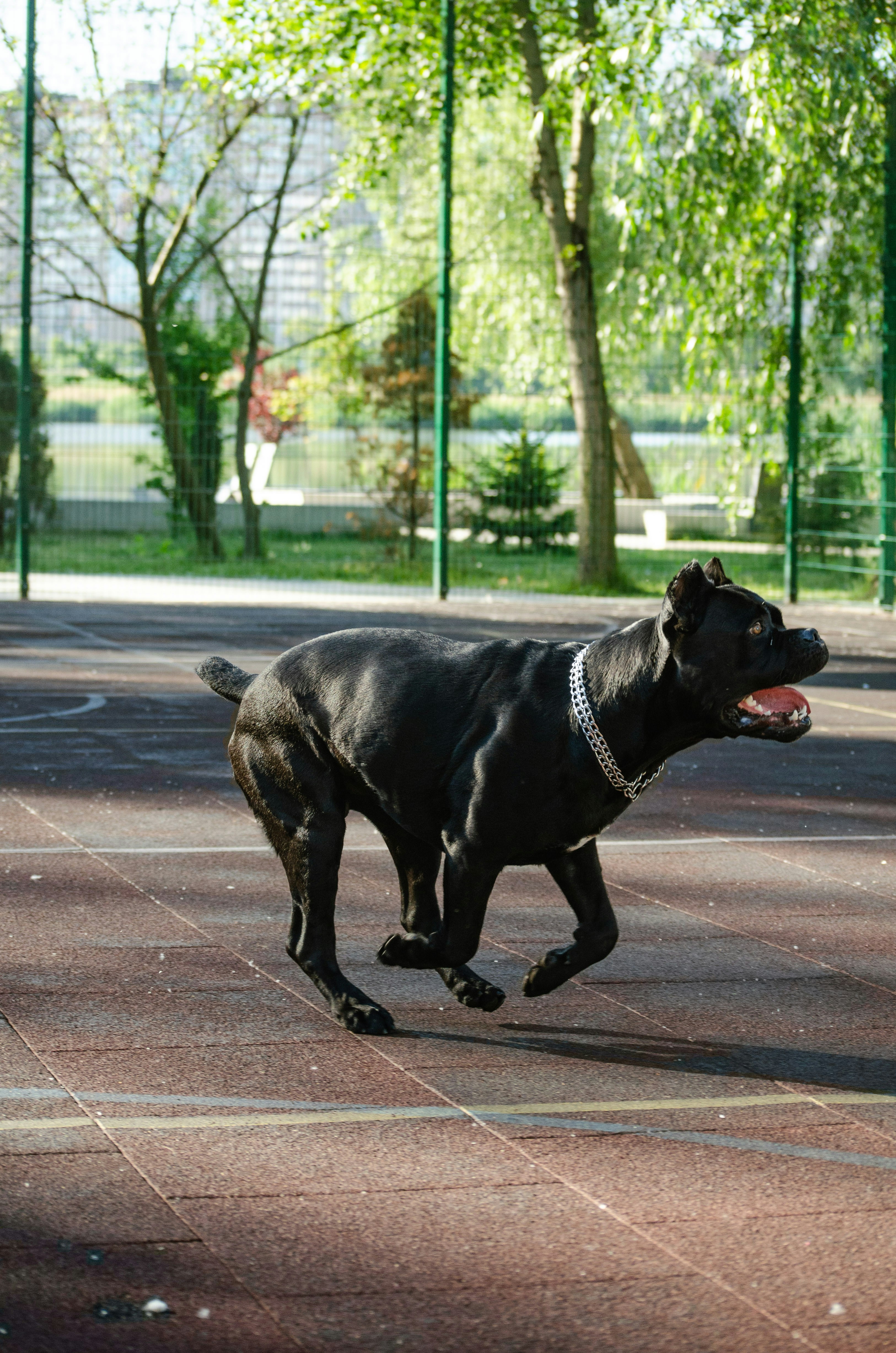 a dog running on a brick road